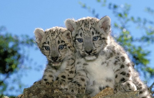 Snow leopard or ounce, uncia uncia, young