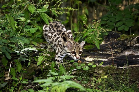 Margay cat, leopardus wiedi, adult