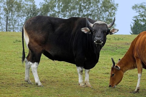Tembadau (bos javanicus), MALE AND FEMALE