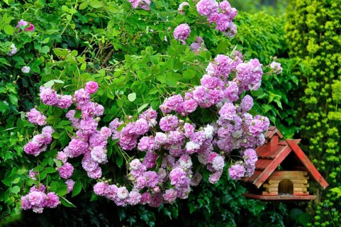 Roses flowering on the hedge, Hedge rose, Shrub rose