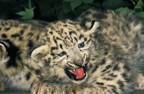 Snow Leopard (uncia uncia) or Ounce, Cub with Open Mouth