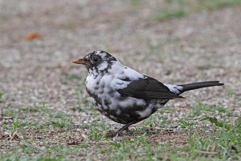 Leucistic Blackbird