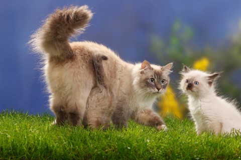 Neva Masquarade with kittens, 7 weeks, Siberian Forest Cat, Neva Masquerade
