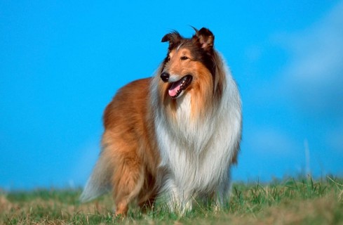 Rough Collie