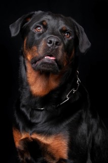 Rottweiler, male, 1 year, chain collar Rottweiler, male, 1 year, collar, chain collar