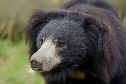 Sloth bear (Melursus ursinus) (Ursus ursinus)