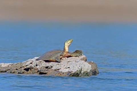 Ganges Soft-shelled Turtle, Uttar Pradesh, India (Trionyx gangeticus) (Aspideretes gangeticus),