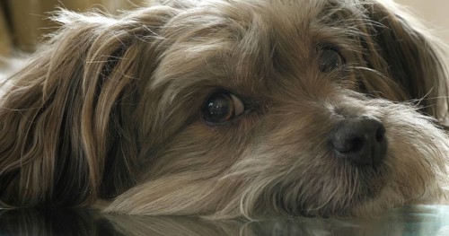 Havana Silk Dog or Havanese Bichon Dog, Portrait of Female