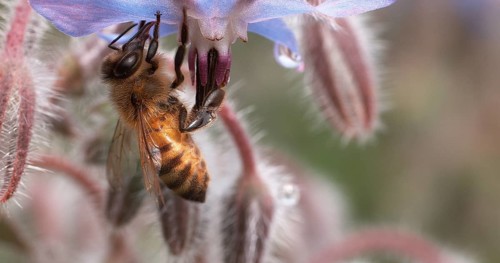 European Honey Bee (apis mellifera), Bee Booting a Borage Flower, Pollination Act, Normandy