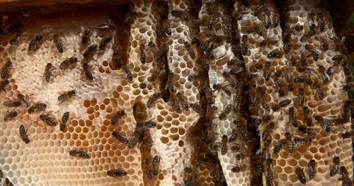 European Honey Bee (apis mellifera), Black Bees on a wild Ray, Alveolus filled with Honey, Bee Hive