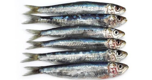 Fresh Sardines, sardina sp. against White Background