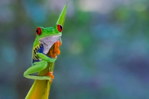 A red-eyed tree frog in the Costa Rican rainforest clings to a heleconia