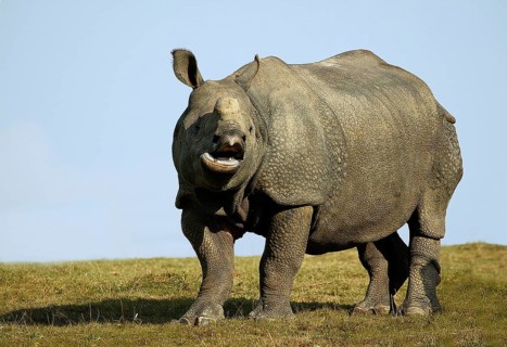 INDIAN indian rhinoceros (rhinoceros unicornis), ADULT CALLING OUT