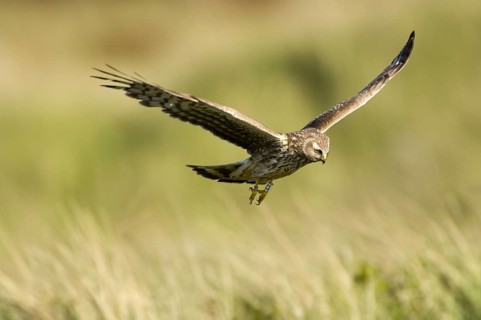 Hen Harrier (Circus cyaneus), female