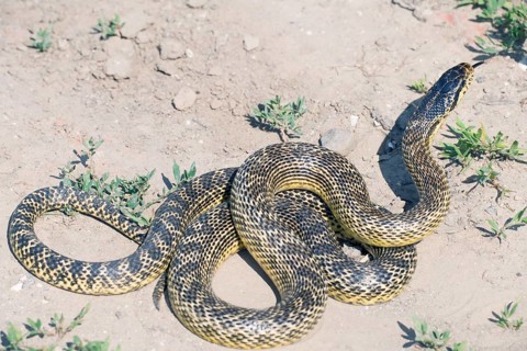 Four-lined Snake (Elaphe quatuorlineata), Bulgaria, Four-lined Ratsnake, Europe
