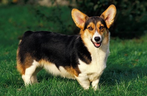 PEMBROKE-WELSH-CORGI