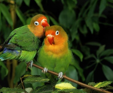 Fischer's Lovebird (agapornis fischeri), Pair Grooming