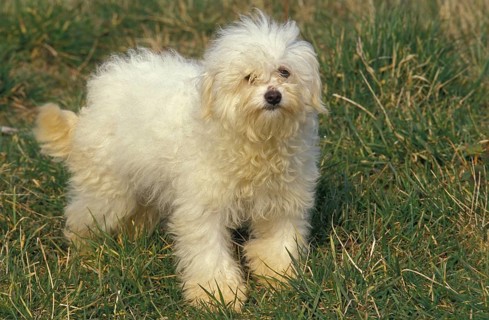 Bolognese Bichon dog standing on grass