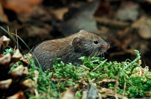 Bank Vole (clethrionomys glareolus), Normandy
