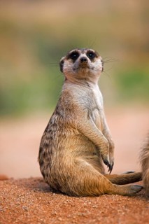 Meerkat (suricata suricatta), Adults sitting, Namibia, Africa