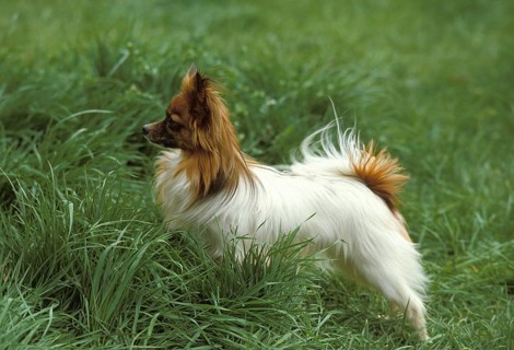 Papillon Dog or Continental Toy Spaniel, Dog standing on Grass