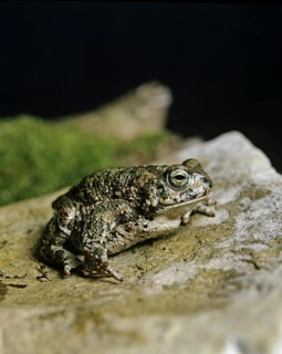 Natterjack Toad (bufo calamita)