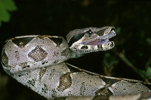Boa Constrictor, boa constrictor, Adult in Defensive Posture