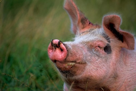 Pig (Sus scrofa domestica)