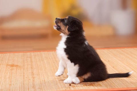 Australian Shepherd, puppy, black-tri, lateral