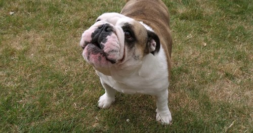 English Bulldog, Female on the Lawn, Normandy