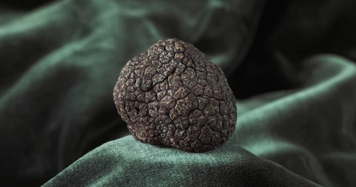 Perigord Truffle (tuber melanosporum), Mushrooms
