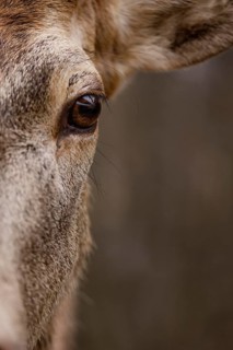 Close up wild deer forest