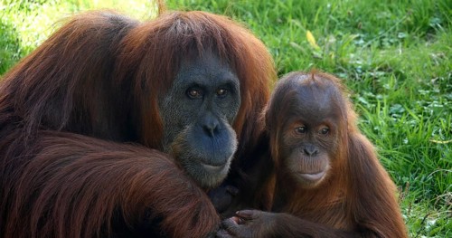 Orang Utan (pongo pygmaeus), Female with Young