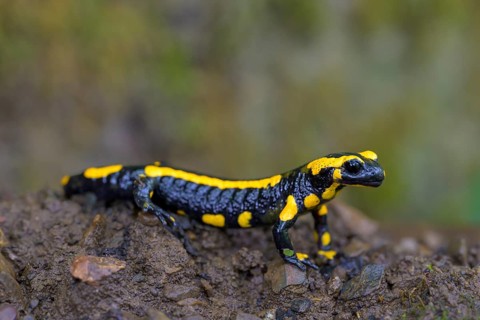 Fire salamander (Salamandra salamandra), Hesse, Germany, Europe