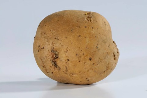 Potato La Bonnotte, potatoes (Solanum tuberosum)