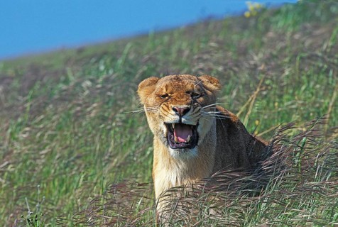 African Lion (panthera leo), Female snarling, Kenya, Africa