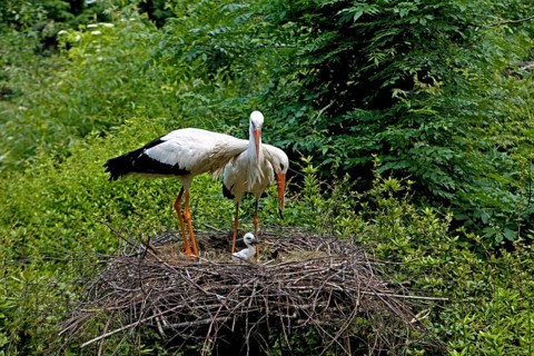 White Stork (ciconia ciconia), Pair with Chick at Nest, Normandy