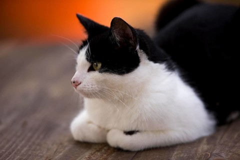Domestic Cat laying on Wood Chair, Namibia, Africa