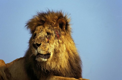 African Lion (panthera leo), Old Male injured after Fight, Masai Mara Park in Kenya