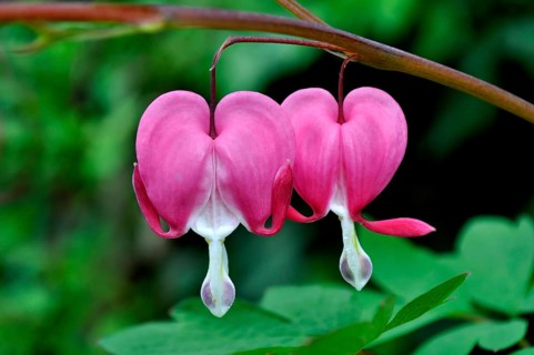 Weeping Heart, lamprocapnos (Lamprocapnos spectabilis)