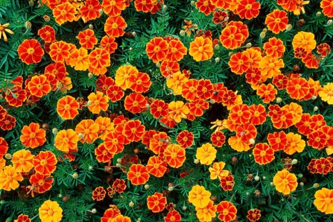 French Marigold 'Espana Red Marietha' (Tagetes patula hybride)
