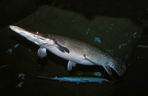 Alligator Gar (atractosteus spatula), Adult