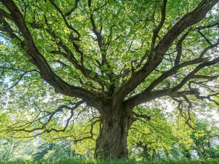 Majestic old oak giving shade to a spring meadow near the village of Maienfeld in Switzerland