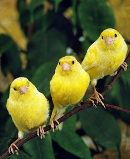 Yellow Canaries (Serinus canaria) domestica