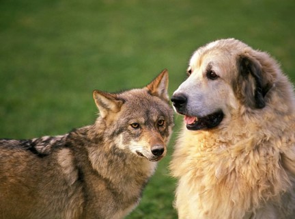 European gray wolf (canis lupus) with a Pyrenean mountain dog