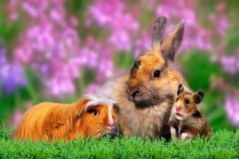 Coronet guinea pigs, rabbits and golden hamsters