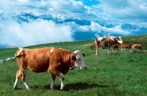 Cattle on alpine pasture (mammals) (mammal animals) (domestic animal) (farm animal) (domestic)