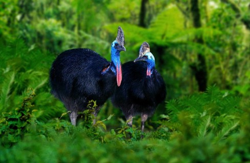 Double-wattled cassowaries (Casuarius casuarius), Pair, Cassowary