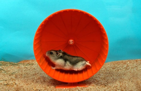 Dwarf Hamster, in hamster wheel, Siberian Hamster (Phodopus sungorus), Russian Hamster, side