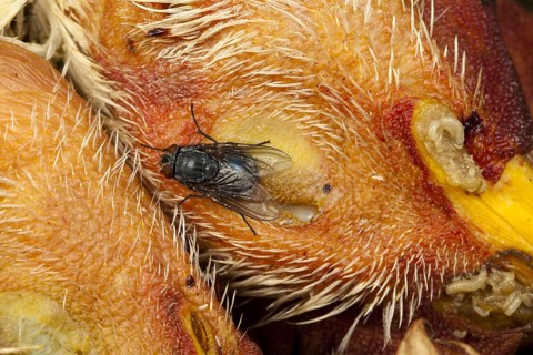 Blue (Calliphora vicina) blowfly on chicken head, blue flesh fly